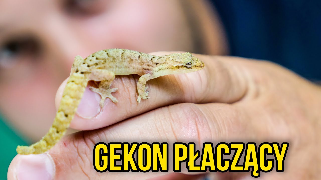 CIEKAWOSTKI O HODOWLI GEKONÓW PŁACZĄCYCH W DOMU
