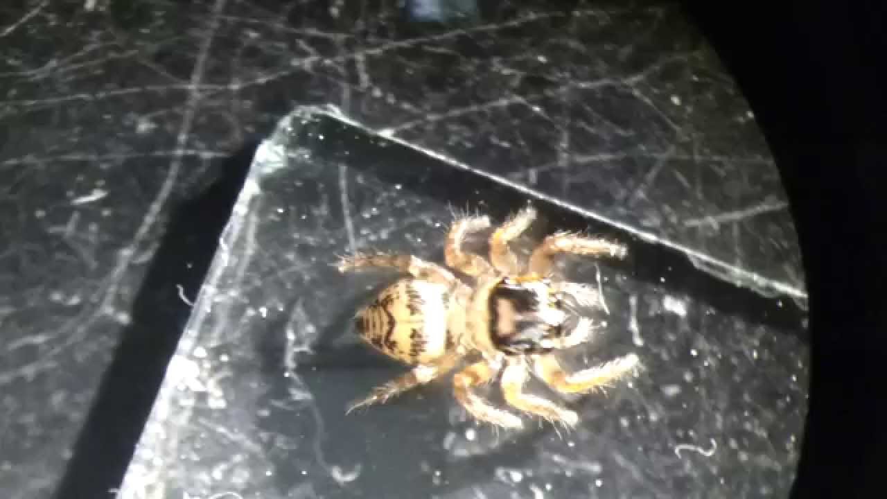 Bellissimo Ragno Salticide