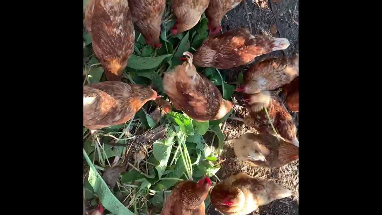 Permaculture Design Course, Margaret River, WA