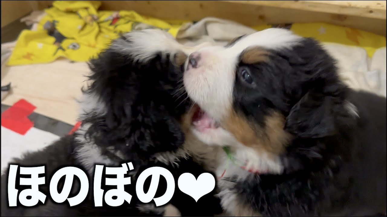 チビっ子ワンプロ♪