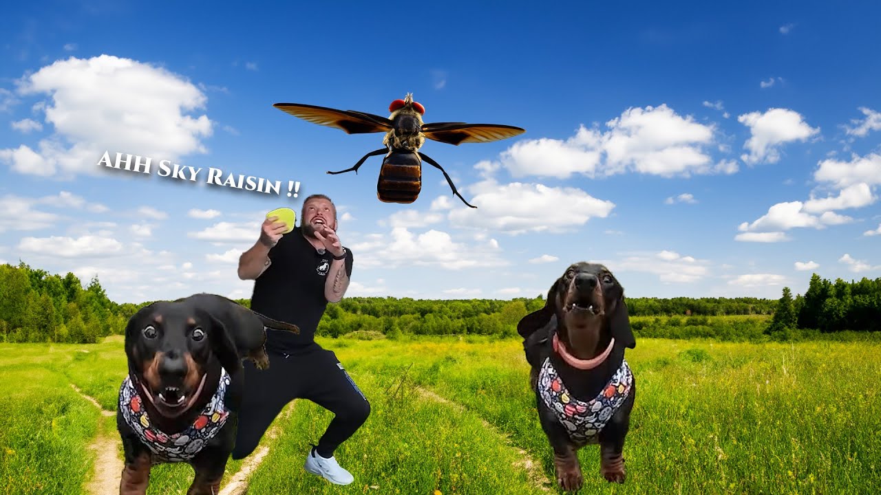 Dog & People reactive Dachshund