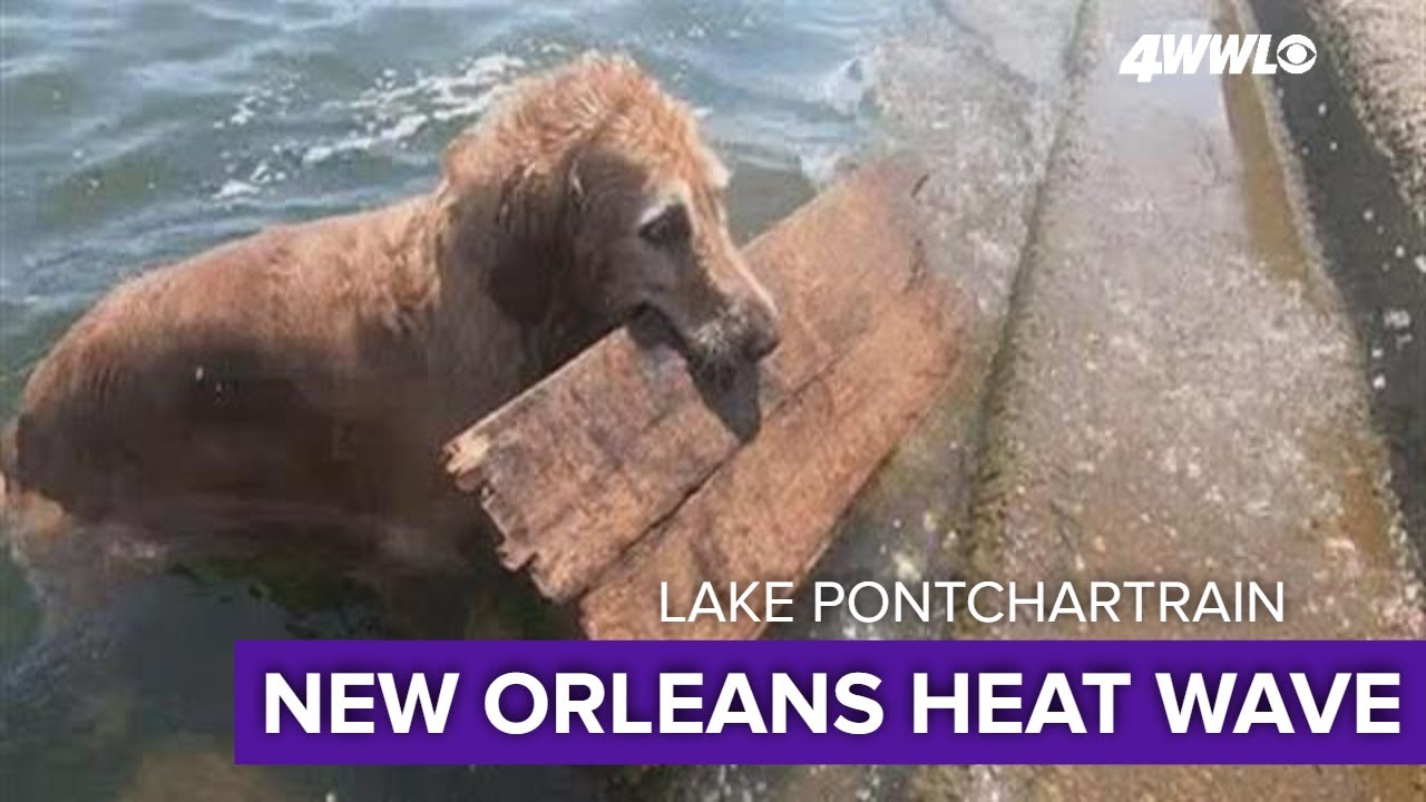 Lake Pontchartrain feels like a 'hot bath' as water temperatures reach 96 degrees