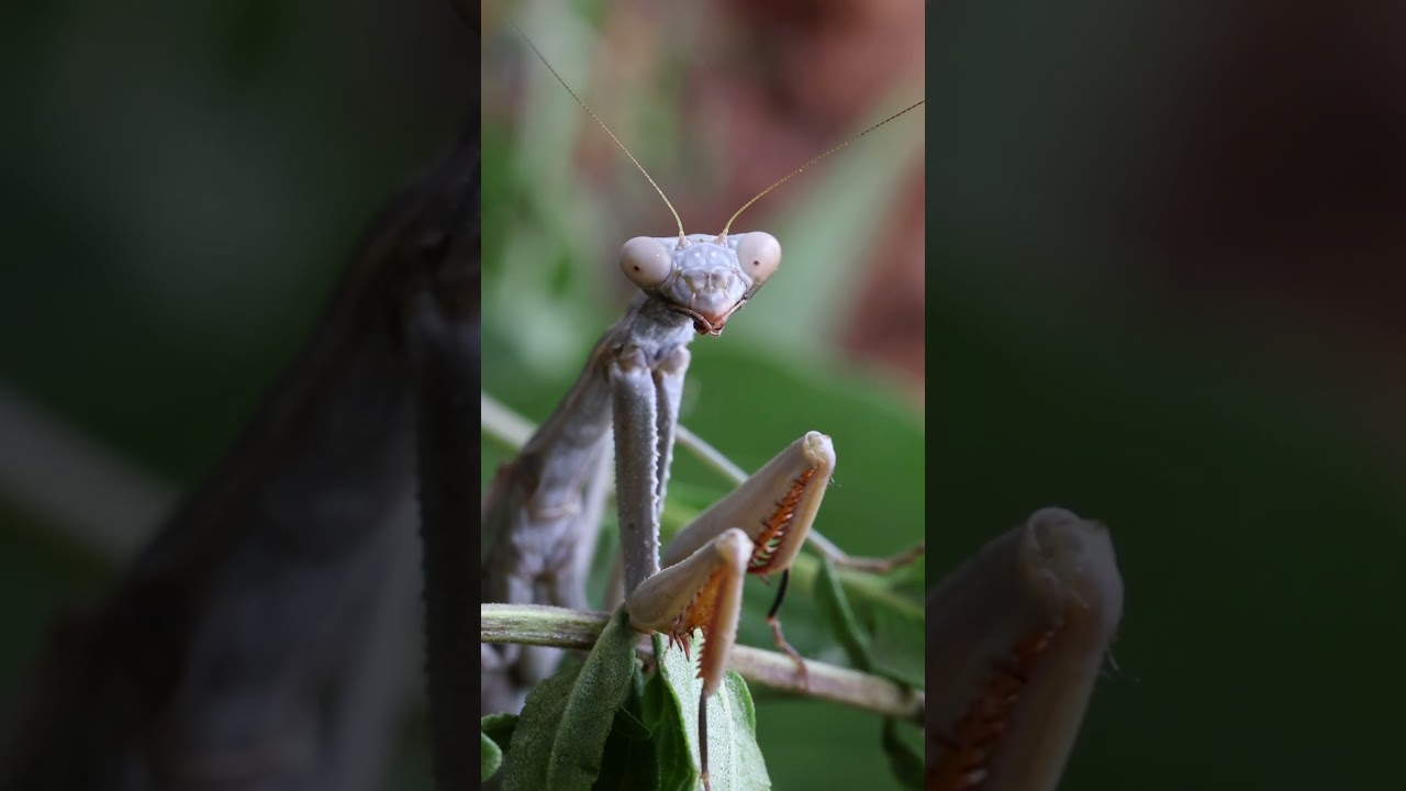 &iquest;Son las mantis peligrosas? #shorts #viral.
