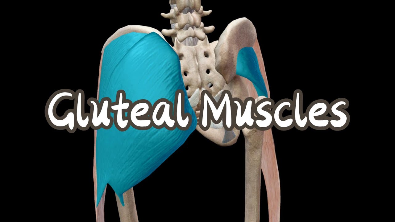 Hip Muscles (Part 2): Gluteal Muscles