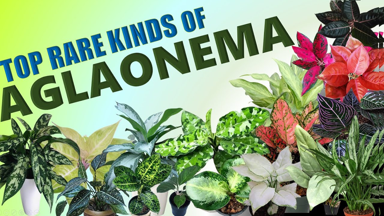 64 RARE AGLAONEMA or CHINESE EVERGREEN VARIETIES!  💠 HERB STORIES