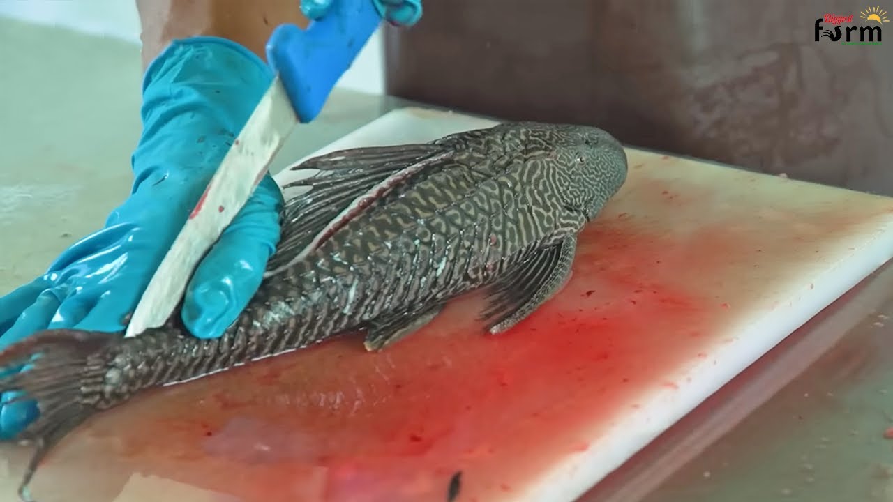 Devil Fish/Suckerfish Processing Skills - Catching Suckerfish - Cook Suckerfish