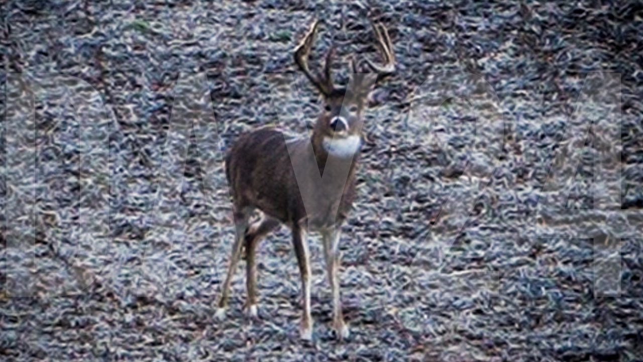 River Bottom Bruiser, So Close on Chubbs | Mike's Blog