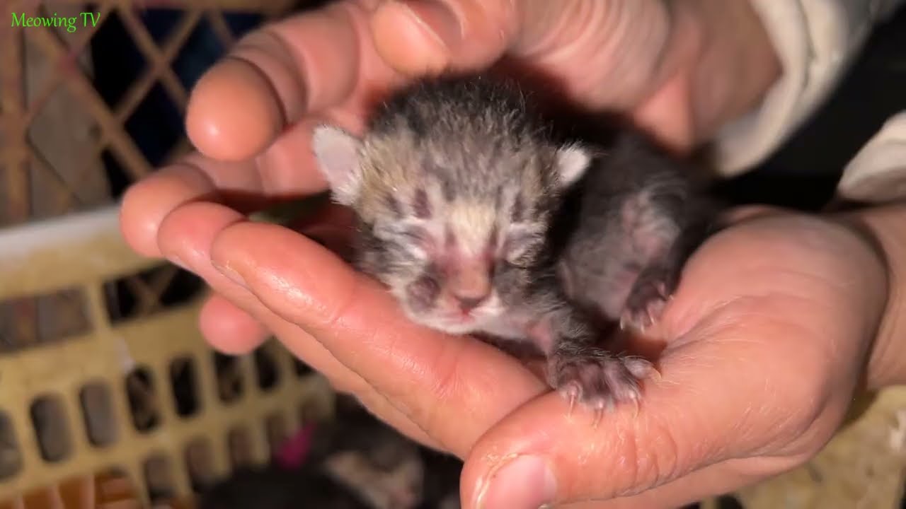Newborn Kittens That Look Like Tiny Mice with Unique Striped Fur! | Meowing TV.