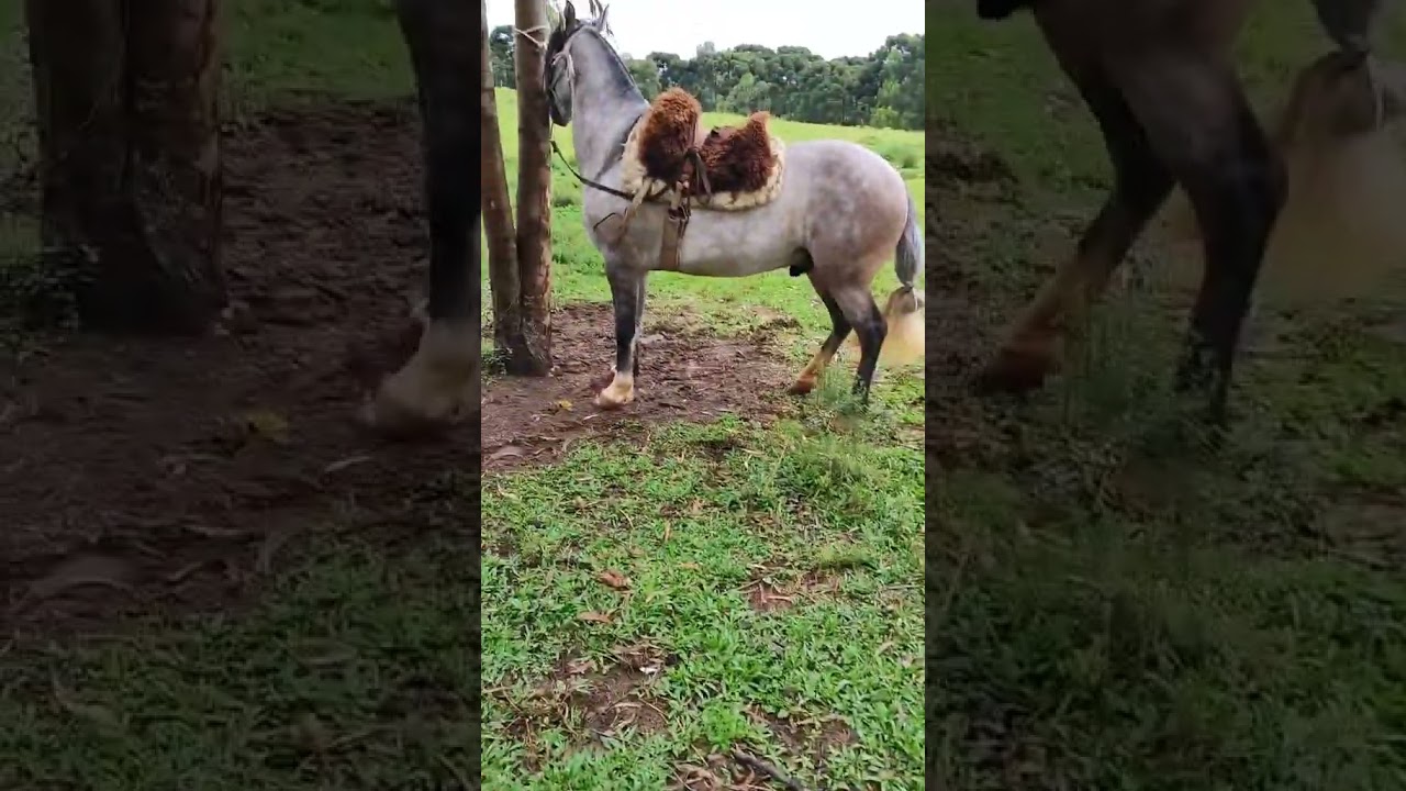 Bravo &eacute; ele #cavalos #amorporcavalos #horse #fazenda #cavalominhapaixao #cavalo