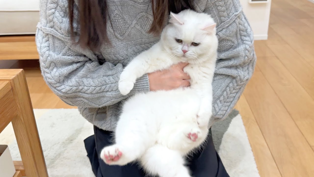 猫の肛門腺が漏れて、大騒ぎになりました…！