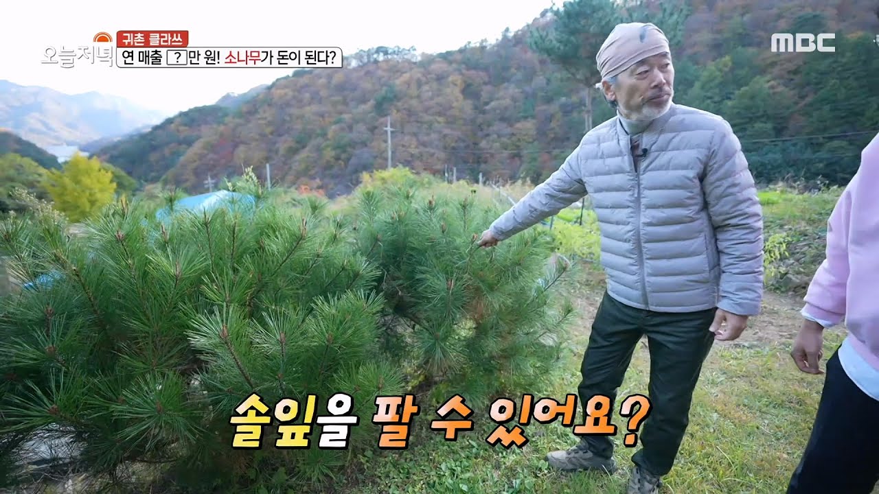 [생방송 오늘 저녁] 농사 안 짓고 돈 버는 법?? 소나무 솔잎🌲, MBC 221028 방송