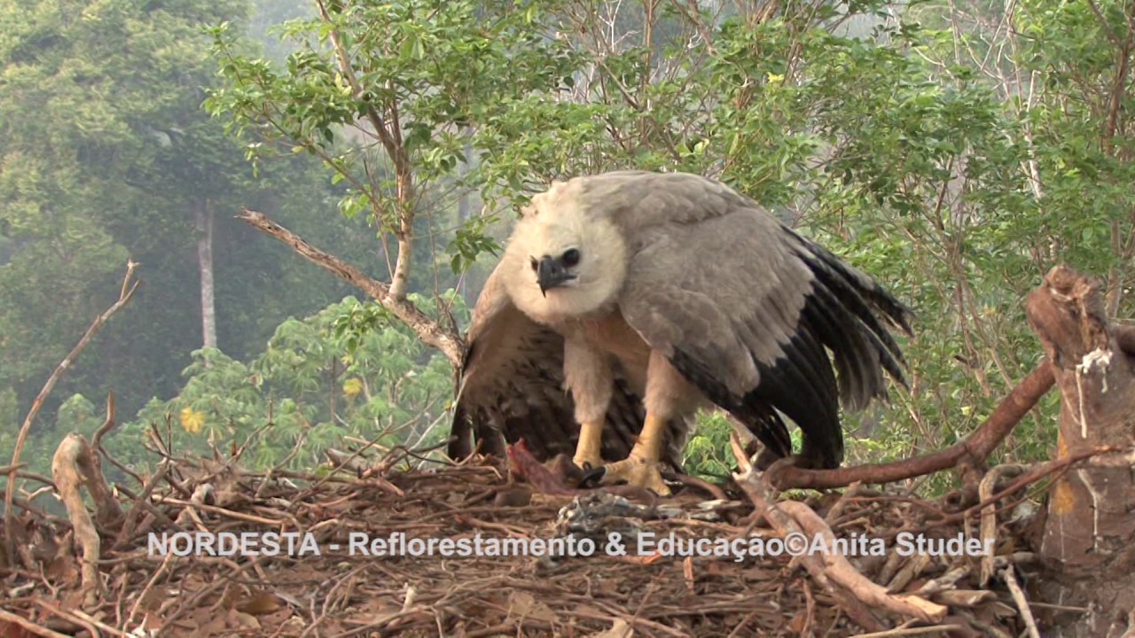 (Harpia harpyja) Harpy eagle/Gavi&atilde;o real