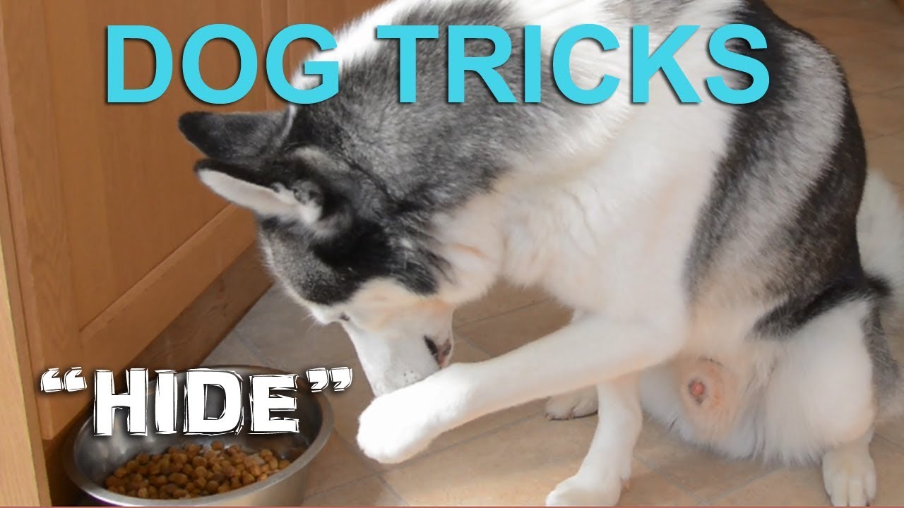 Husky tricks - Teaching a Husky to 