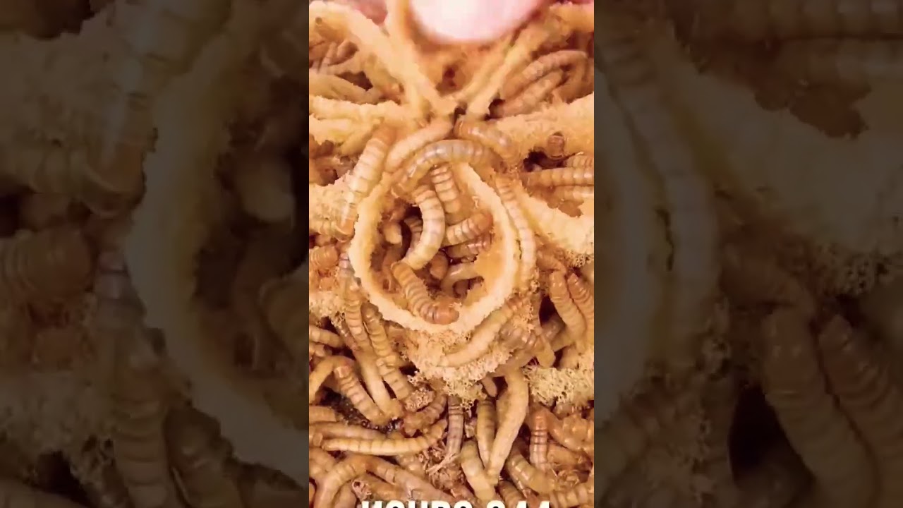 Worms 🐛 Eating Cake base 🤤🍥#viralshorts #shorts 👣🫂💗💟❤️&zwj;🩹👣❤️&zwj;🔥💔🫁🦷👀🦴🦠🦠👁️👄🧠👀🦶🏇🚣🧟🏜️🪺🍀🌳🌅⛅⭐🌟🌩️🐹🦄🐰🐏🍗🥣🍡🎭🔦💰💰