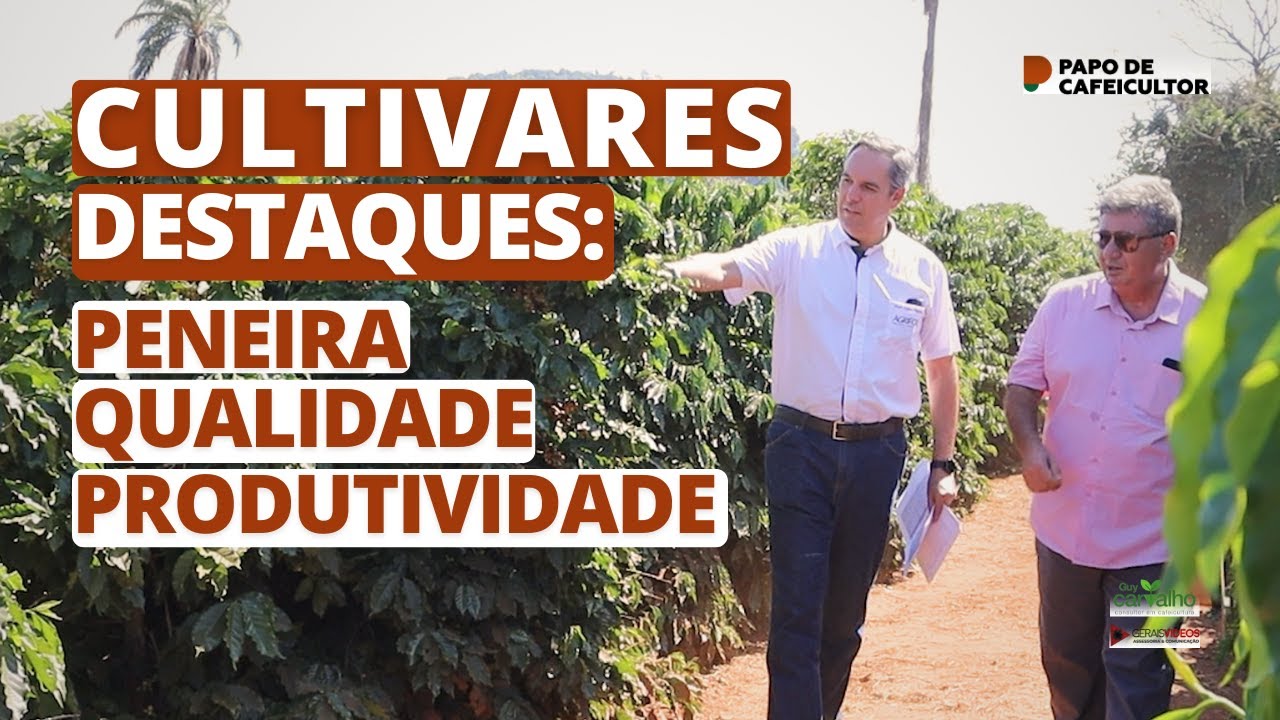 Cultivares de café destaques: produtividade, peneira e qualidade