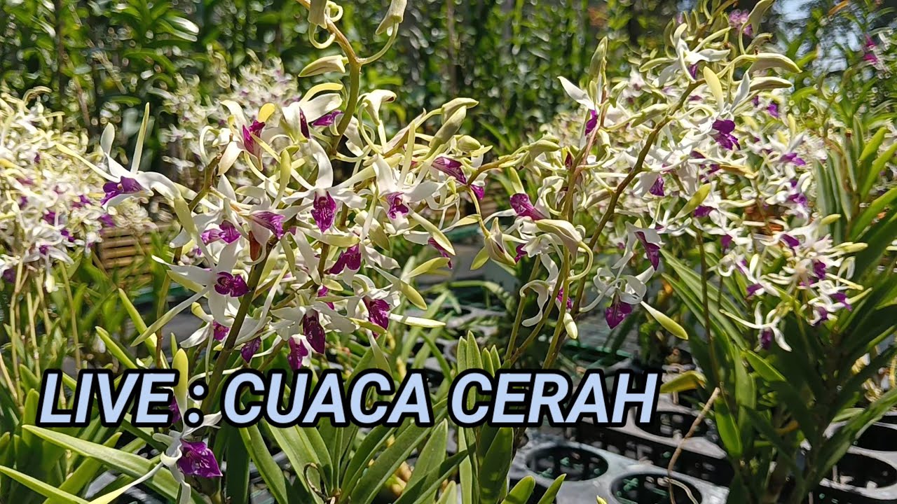 Widy Orchid -  Anggrek Sinar Matahari