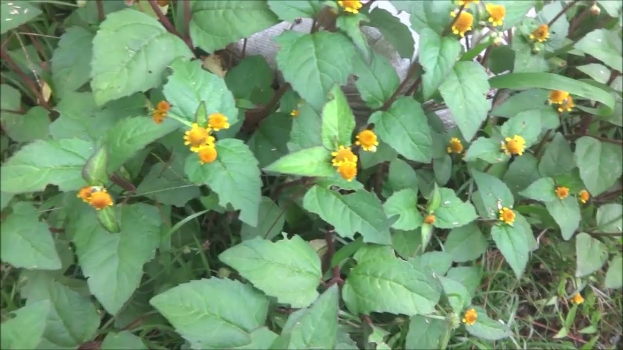 World's Most Underutilized Vegetables no. 12 - Spilanthes a.k.a. Acmella