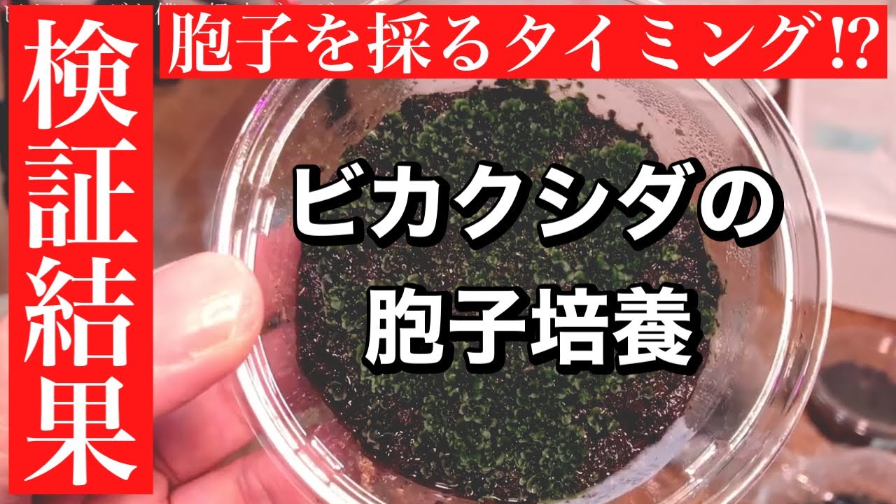 【ビカクシダ】胞子を採取するタイミング！検証結果　胞子栽培/胞子培養