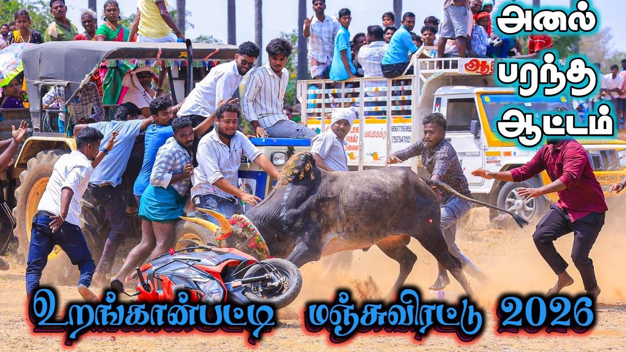 சிறப்பாக நடைபெற்ற உறங்கான்பட்டி மஞ்சுவிரட்டு 2026/urankanpatti manjuvirattu 