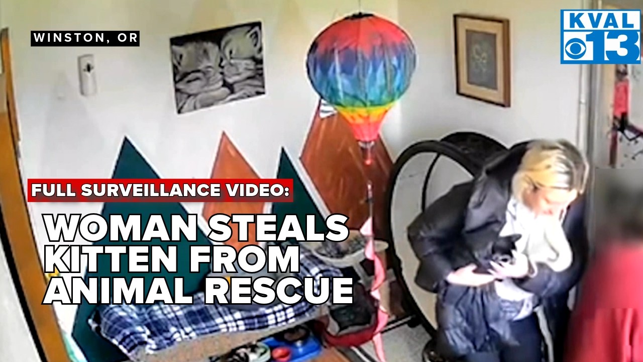 SURVEILLANCE VIDEO: WOMAN CAUGHT STEALING KITTEN FROM WINSTON RESCUE