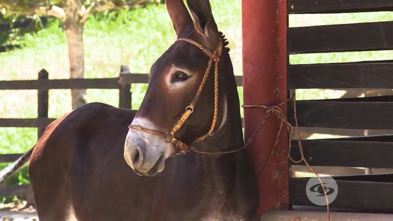 Medidas preventivas para combatir la encefalitis equina venezolana- La Finca de Hoy