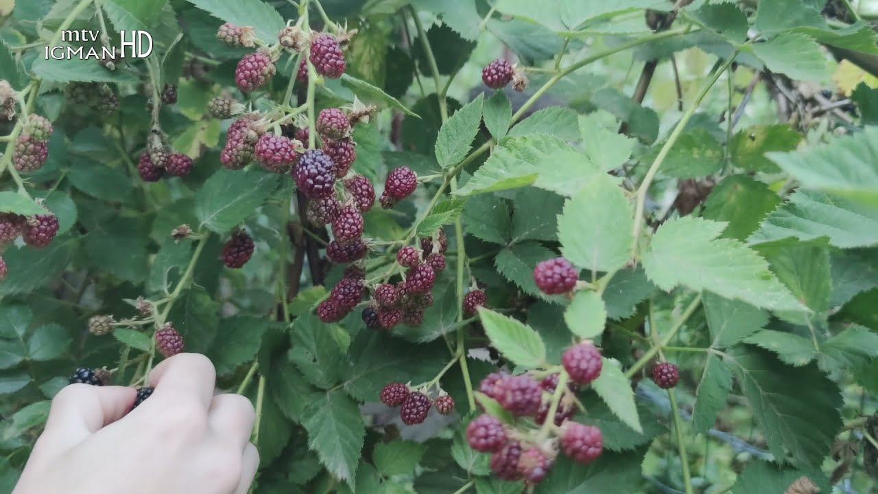 KUPINA - LJEKOVITA OD KORIJENA DO PLODA