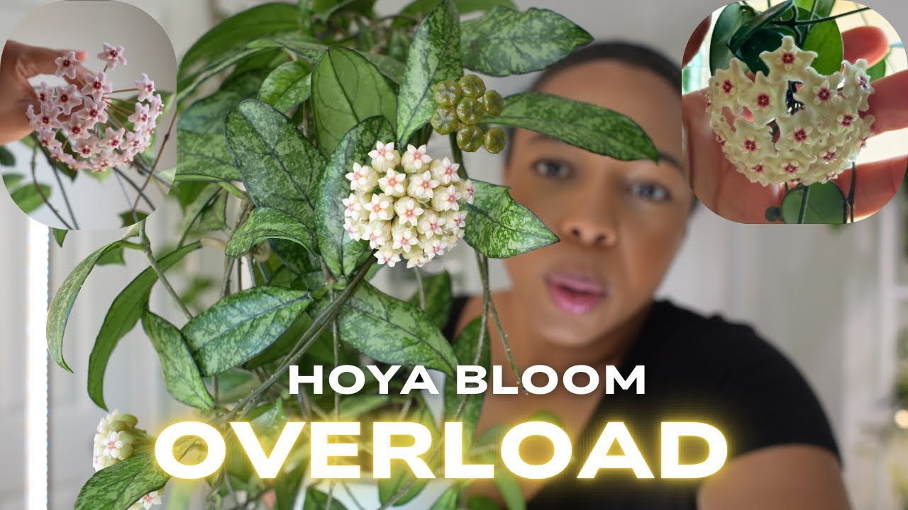 🌺Hoya Pushing Peduncles Everywhere || Summer Bloom Frenzy! 🌸