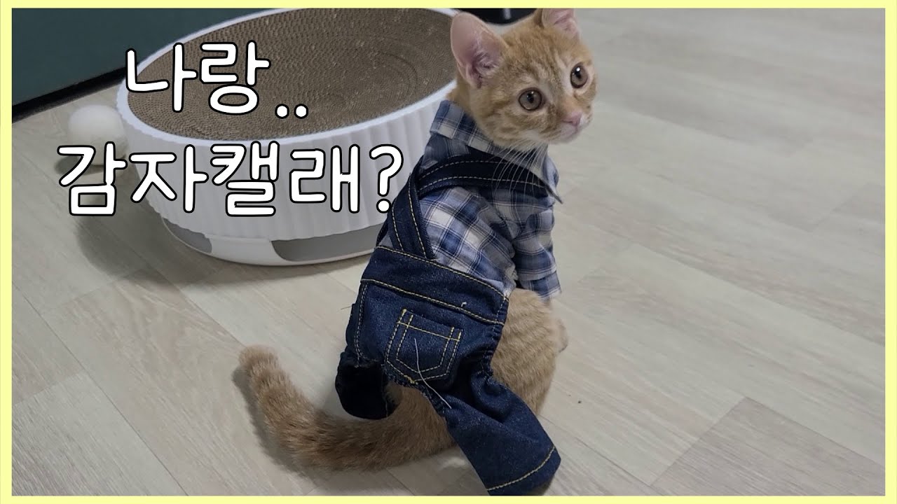 나 캣유딩으로 진화한 안우디