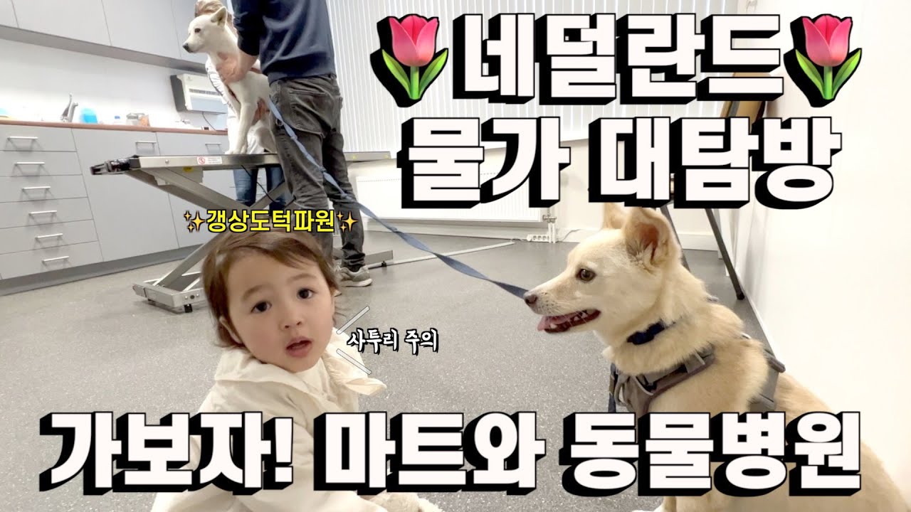 네덜란드 생존 필수 마트 2곳과 동물병원 물가 대공개 | 이민 정착기6