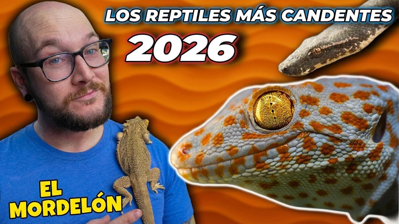 Los reptiles más populares que todos quieren tener