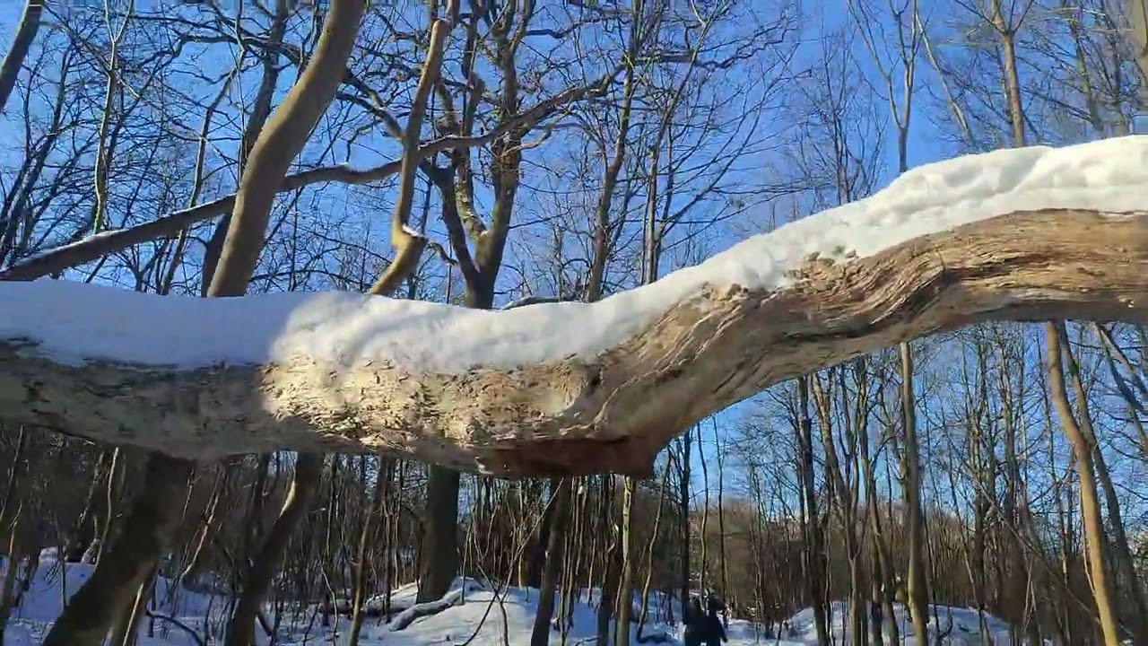Калининград. Утро субботы. Январь. Суздальский парк 