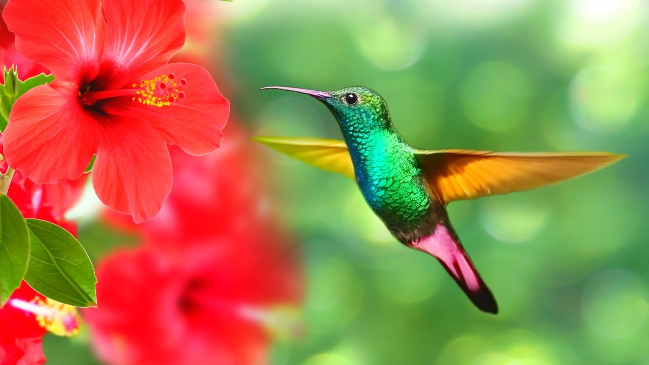 Hummingbird Nature Sounds with Relaxing Background Music for Sleep, Stress Relief, Meditation, Study
