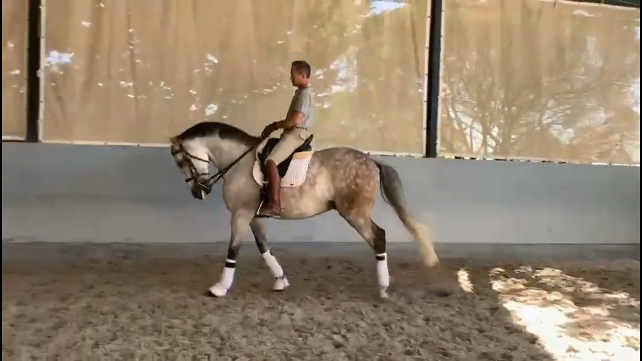 12 yr old 1.67 Lusitano gelding schooling GP elements. Ones started.
