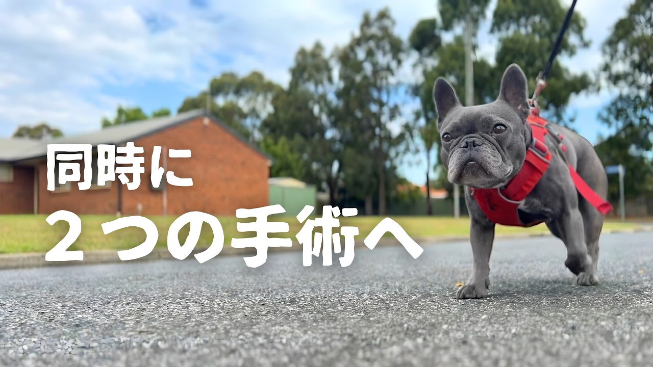 【フレブルの麻酔リスク】実はあの腫瘍手術と同時に、愛犬の「抜歯」という大きな決断をしていました…その結果。
