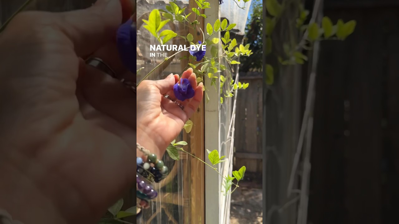 Butterfly pea plant blooms a natural dye 💜💙✨ #gardening #growyourownfood #gardeningtips #garden