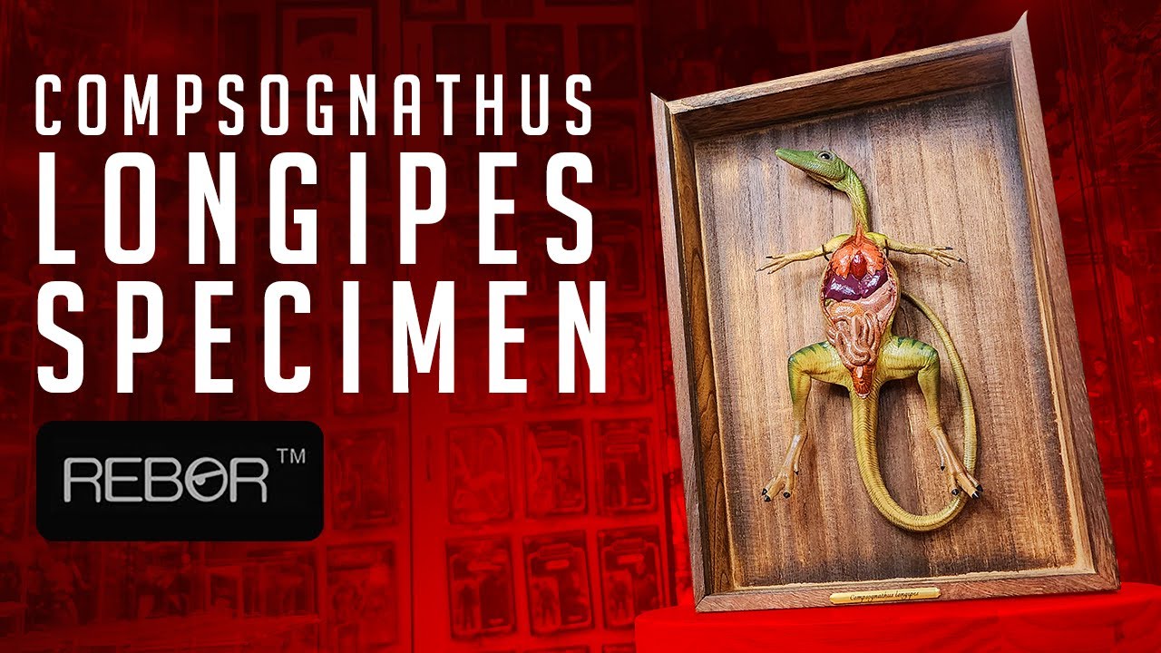 Rebor Oddities - Обзор образца Compsognathus Longipes
