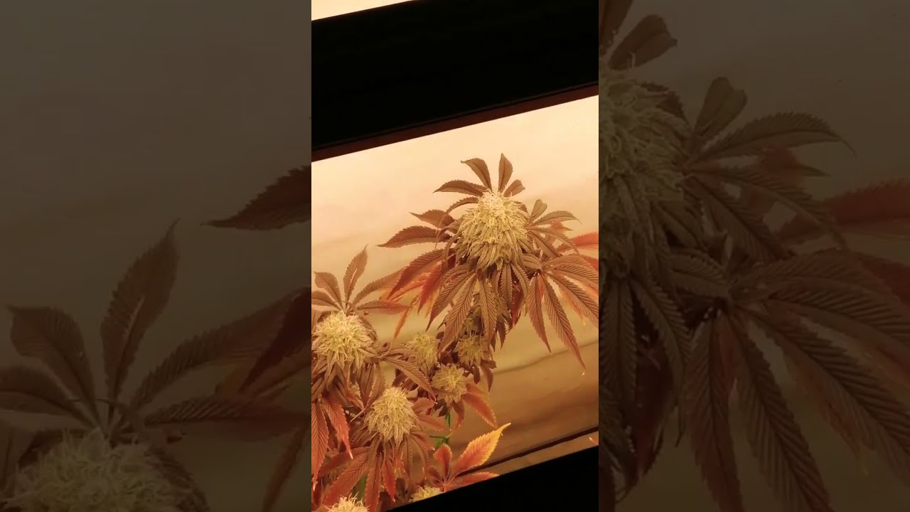 50Shades o purple,Mimosa xOrangePunch by Barney's Farm +Kush n cookies CBD+ Funky Skunk-Expert seeds
