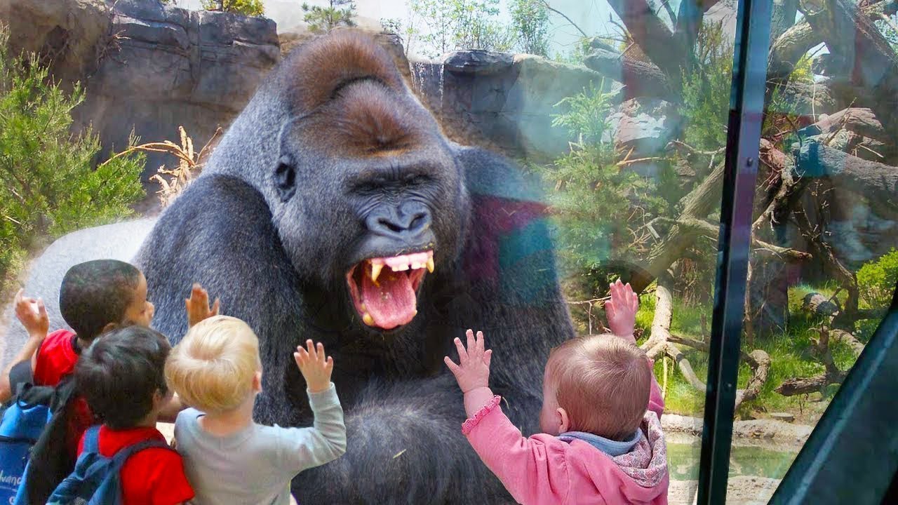RUN NOW - Funny Babies Scared of Seeing Animals ★ Funny Babies and Pets