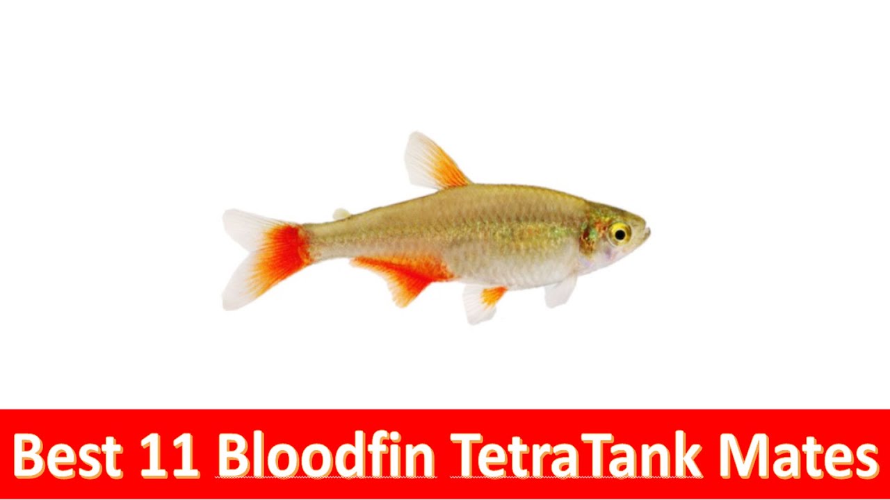 11 Best Bloodfin Tetra Fish Tank Mates For Freshwater Aquariums