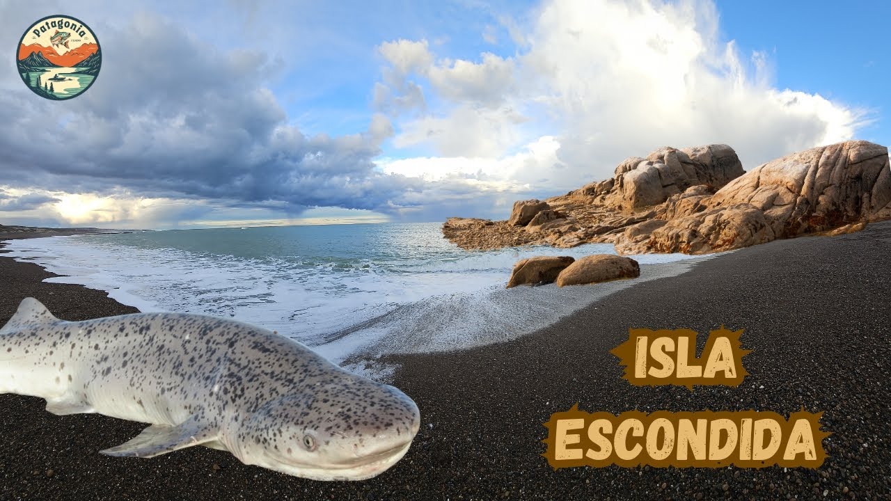 🦈 ¡ Pesca de Tiburones en la costa argentina! Así se pescan a metros de la orilla | Pesca nocturna