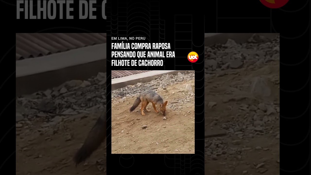 Fam&iacute;lia compra raposa pensando que animal era filhote de cachorro #shorts