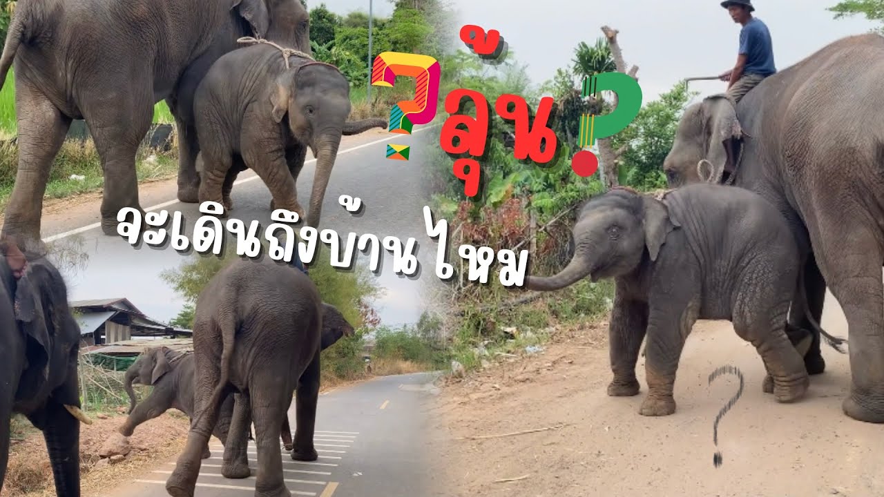 ลุ้น‼️ไม่ได้เดินหลายวันจันทร์เจ้าซ่ามาก🤣