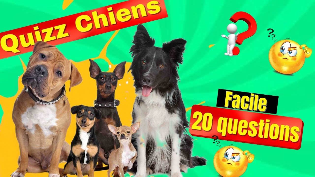 quizz chien - FACILE - quizz culture générale ( chien ) [QCM] BLIND TEST canin !!! 👑