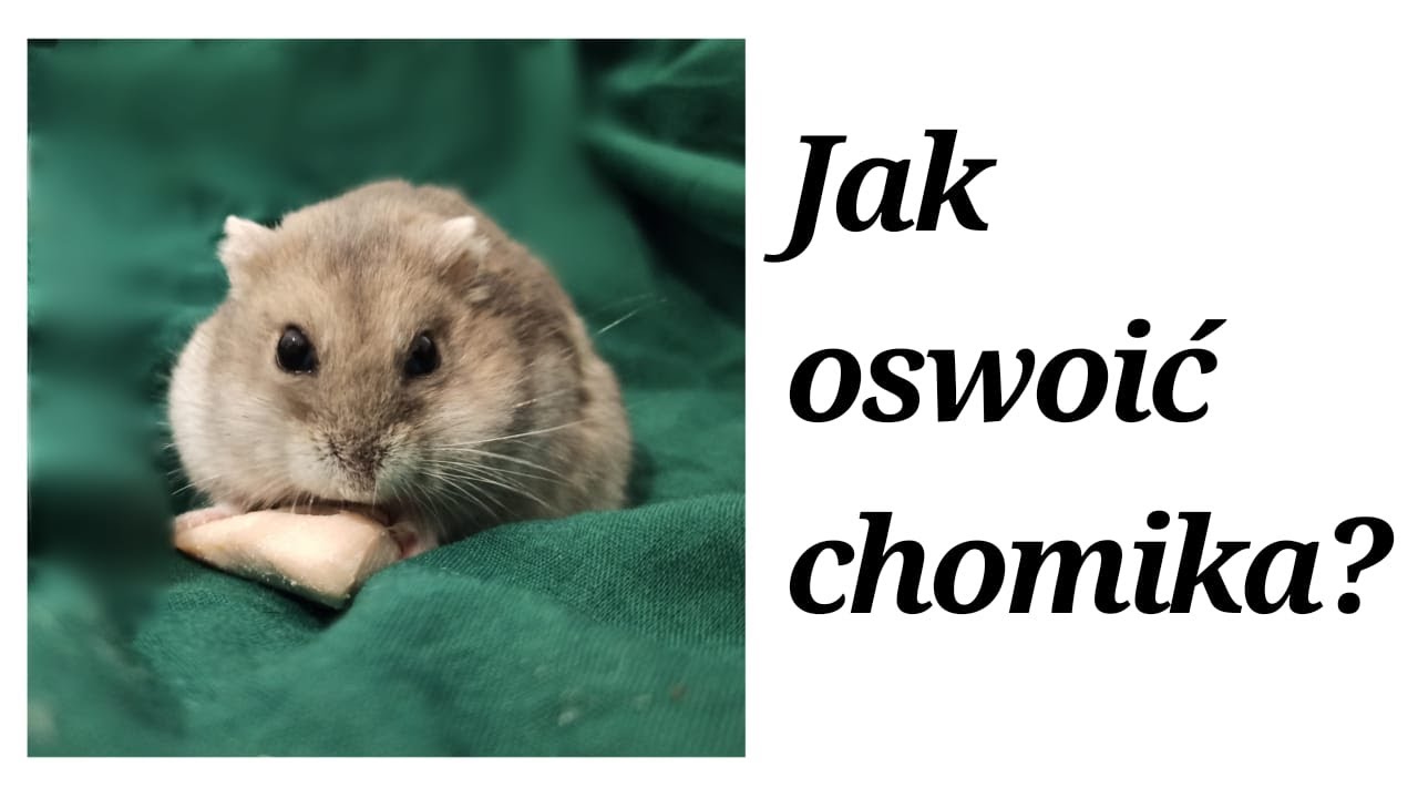 Jak oswoić chomika?