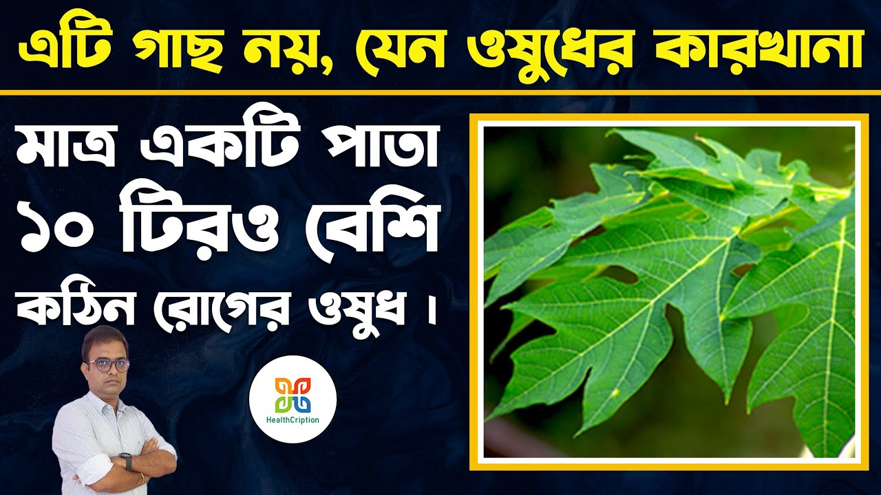 এই গাছের পাতা ১০ টিরও বেশি কঠিন রোগের ওষুধ। Papaya Leaf Juice for Dengue, Immunity & PCOD Treatment.