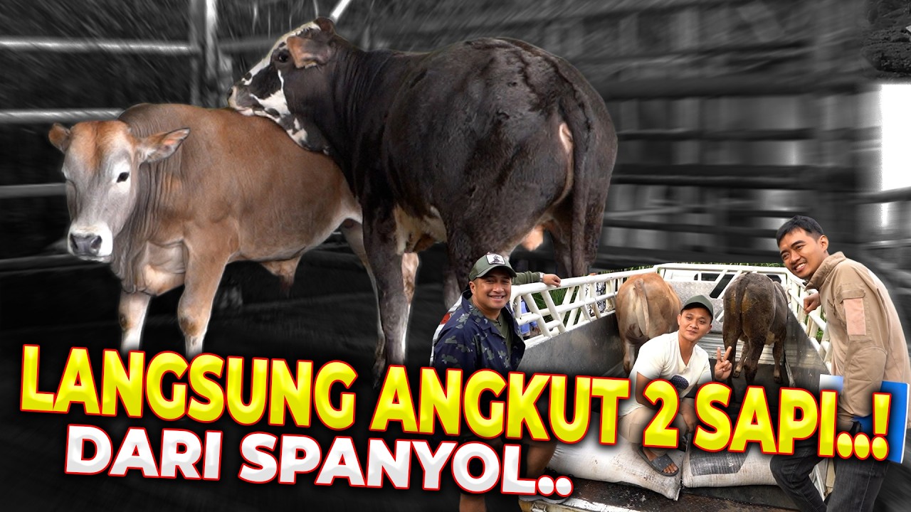 PENANTIAN BERAKHIR..!! LANGSUNG ANGKUT 2 SAPI BARENG MAS HERMAWAN..!!