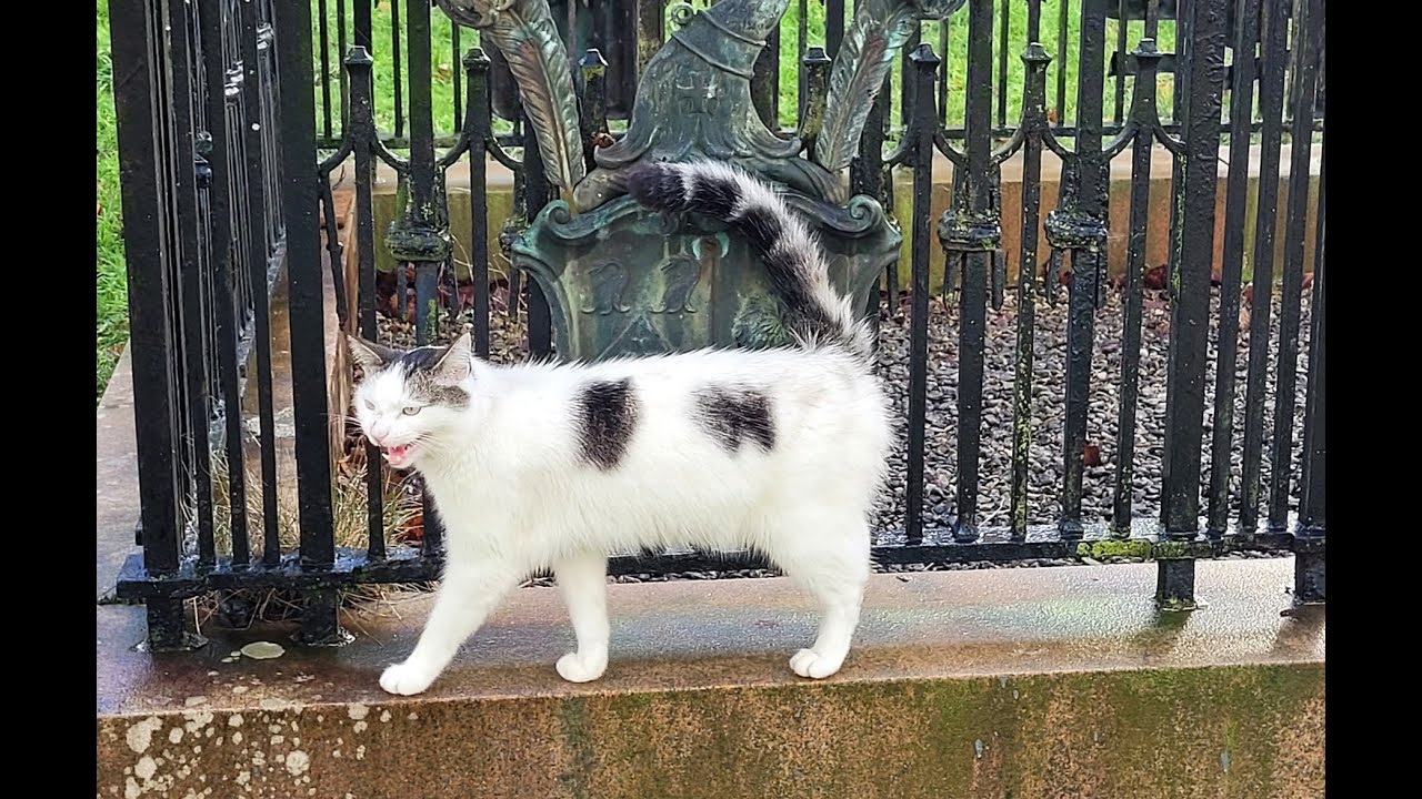 Churchyard Kitty Kat  #churcheswithhistory