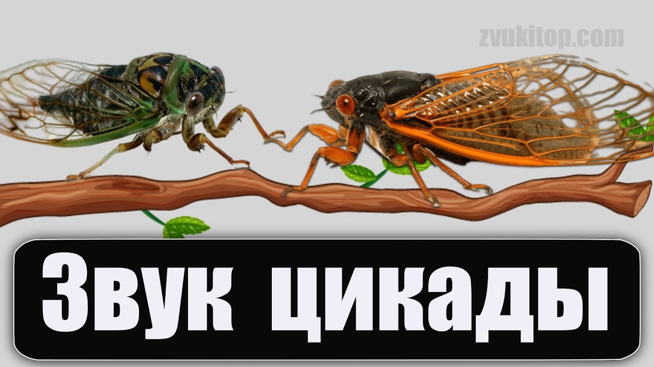 Звук стрекотания цикад / Sounds of the Cicada