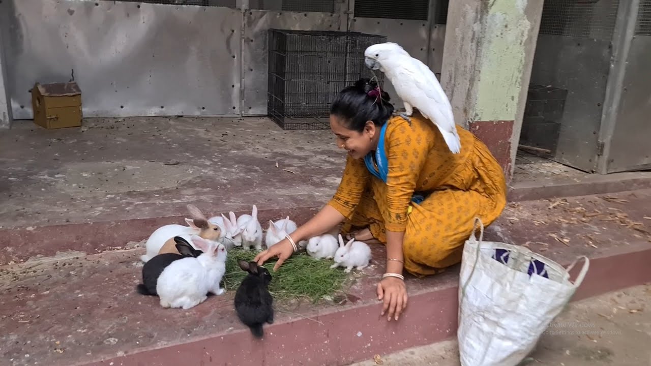 Greenwinged Macaw First Time Takes Food From my hand / The Rabbit's Food Was Arranged.