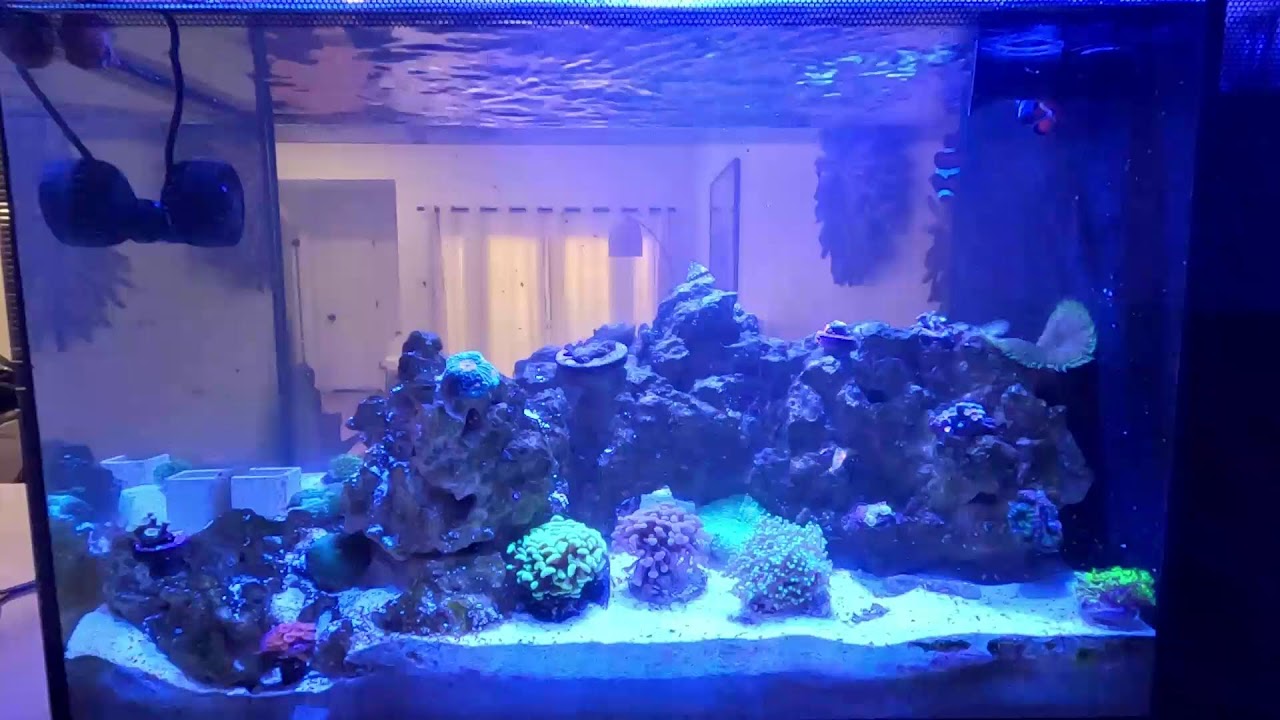 Fluval Nano Reef Tank Live Stream Relaxation